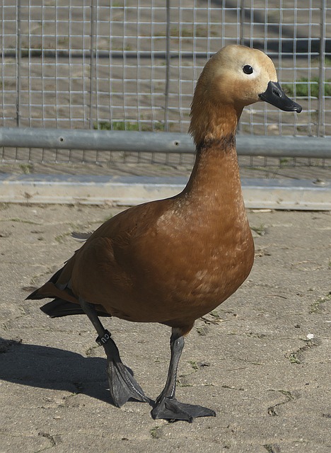 近来